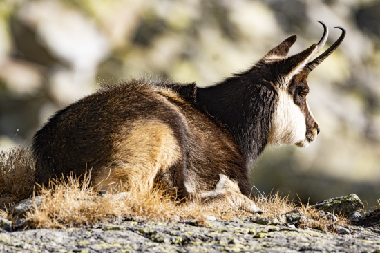 Poludnajsí odpocinok