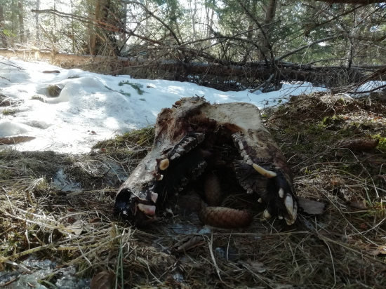 Šišky v strachu...
