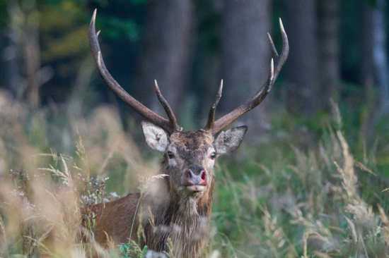 Po prohraném souboji
