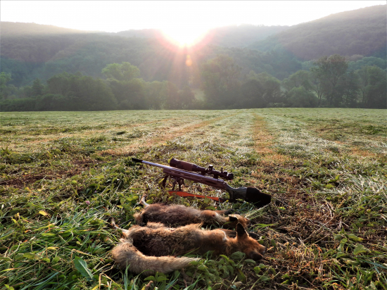 Keď sa krásne ráno rodilo.....liškam život pobilo