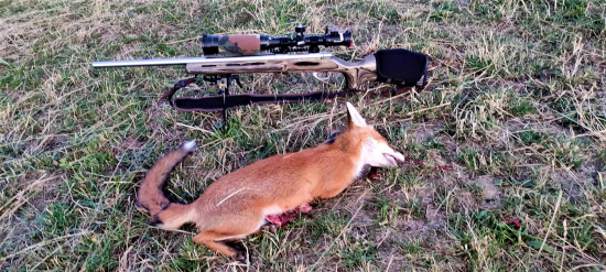 Zvedavosť pochabosť