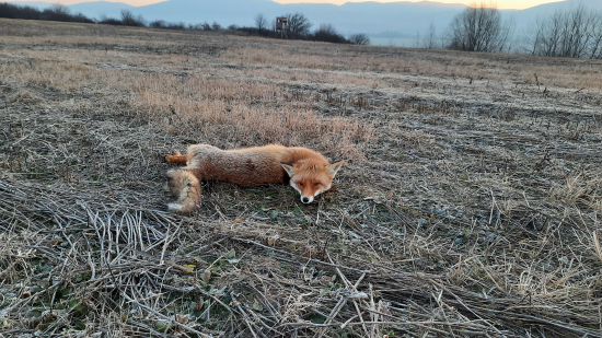 Lišiak z mraziveho rana