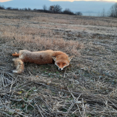 Lišiak z mraziveho rana