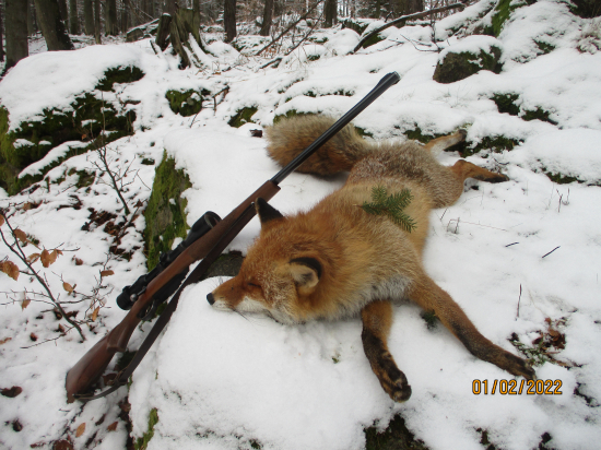 Podzimozimní č. 39 připadlo silnému lišákovi