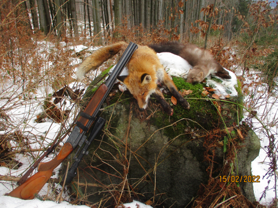 Včerejší lov byl i v tom větru úspěšný