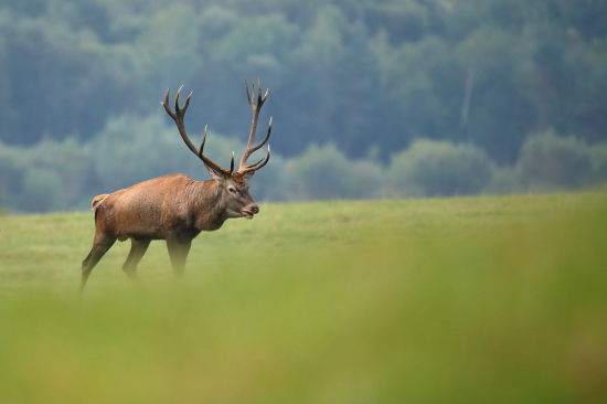 Jeleň lesný