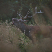...až sa hora triasla...