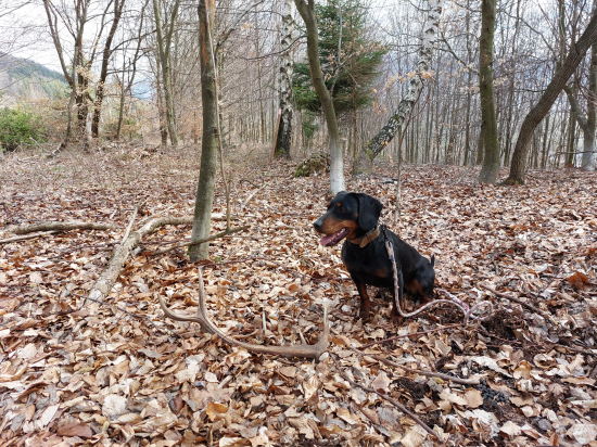 Z mladšieho dvanástoráka