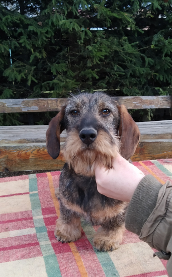 Piranha Červený hrun,7 mesiacov..