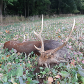 Sika