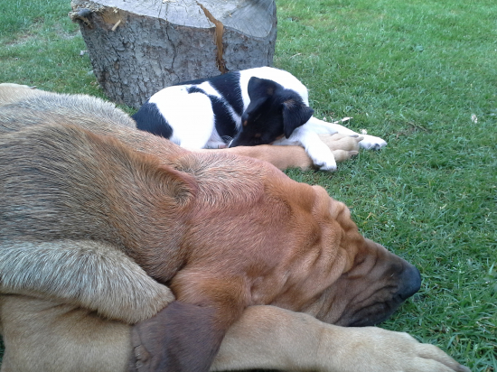 siesta