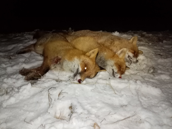 Biele noci okolo januárového splnu