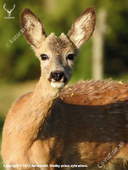 Zvedavosť