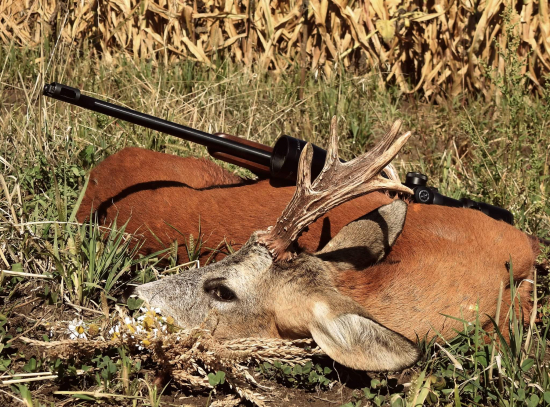 Ďakujem Diane a Svätému Hubertovi za tohto krásneho srnca. LOVU ZDAR!