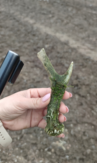 Ráno bez líšky ale s parožtekom.