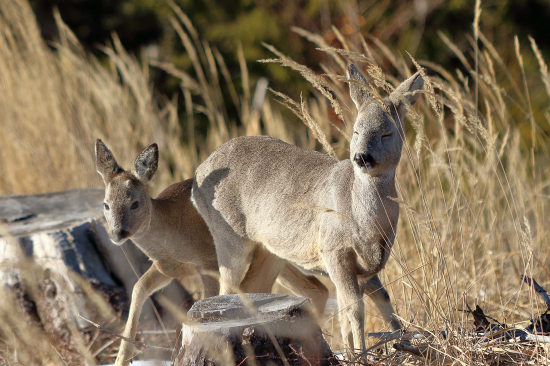 Vyhrievali sa na slniečku :-)