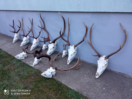 Pripravené  na chovateľskú