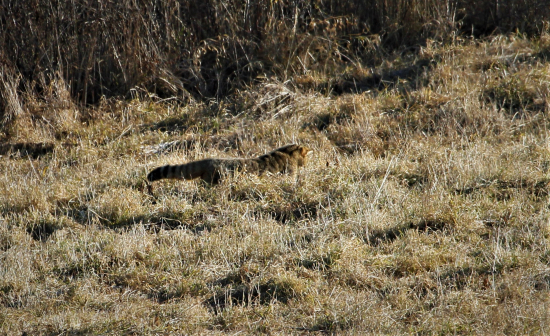sústredenie na korisť