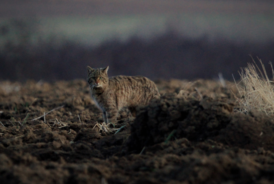 podvečerné prekvapenie