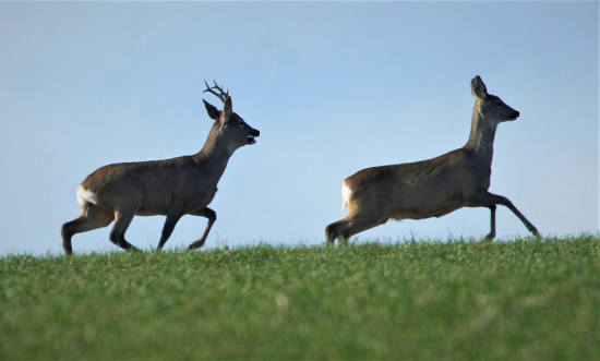 chýbajúca kondička