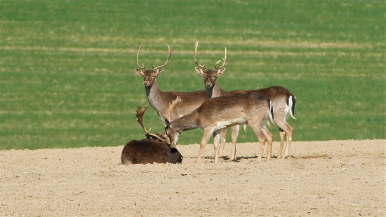 vstávaj nedrichmaj!
