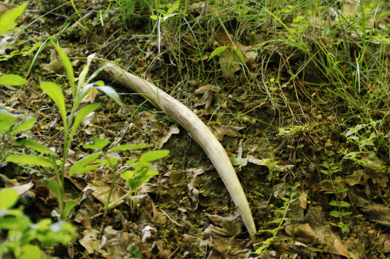 pri vstupe do lesného porastu