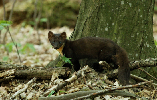 podvečerné stretnutie
