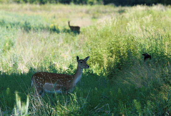 danielka-srna a drozdík
