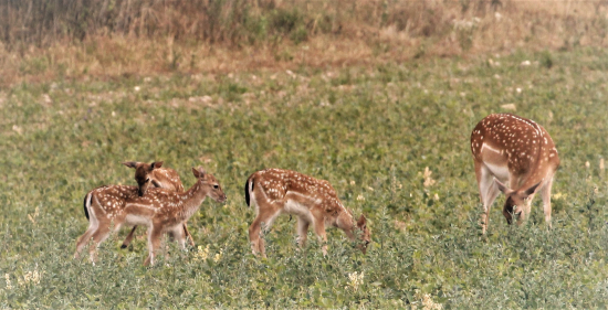 s ratolesťami  na paši
