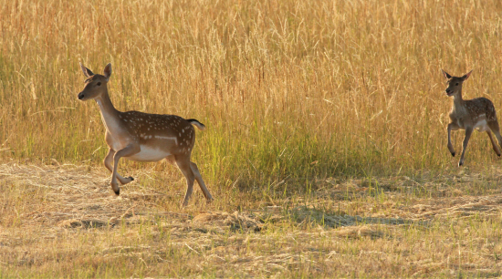 v maminých stopách
