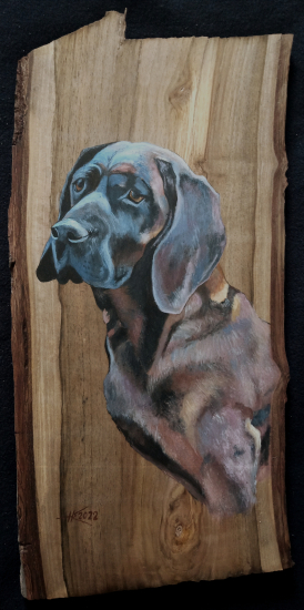 Hannoverský farbiar na orechovej doske