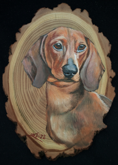 Krátkosrstý jazvečík