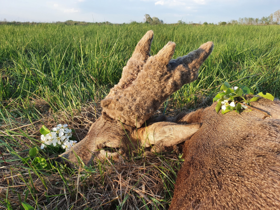 Nevšedná trofej...