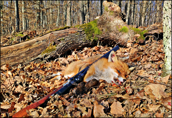 Ďalší lišiačik ...