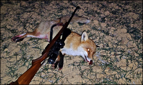 Zasa lišiak... dnešný ...