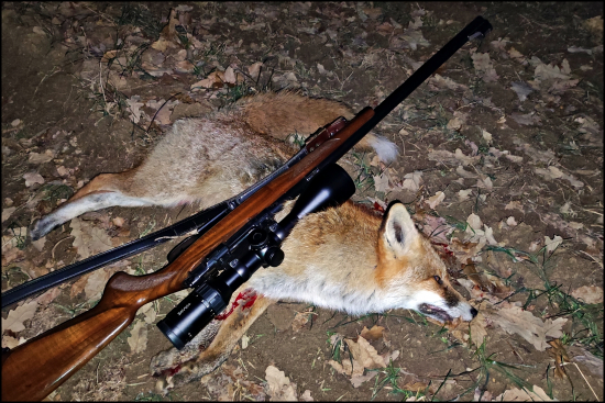 Včera... konečne líška ...