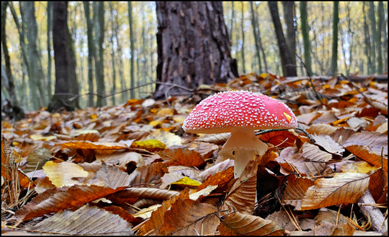 rozprávková kráska ...