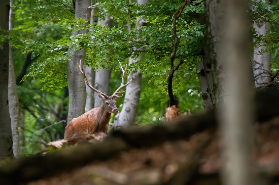 Prišiel sa ukázať