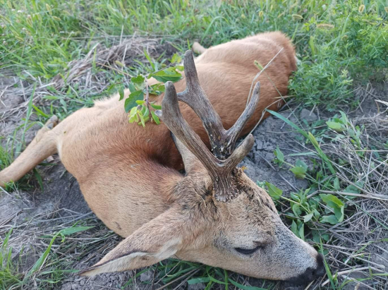 Deväť ročný starček