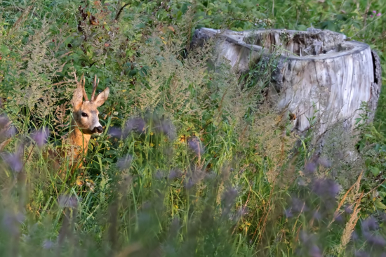 na starej rúbani v podvečer