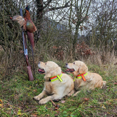 svätoštefanské zátišie