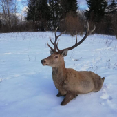 Zraneny...musel prist polovnik aby ukoncil jeho trapenie