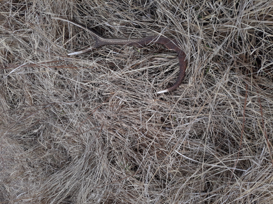 Kamaratou..nedelny veget v prirode