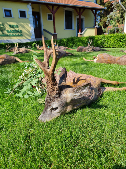 Jeden z lepších z Maďarska