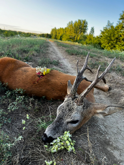Osmorák z Maďarska