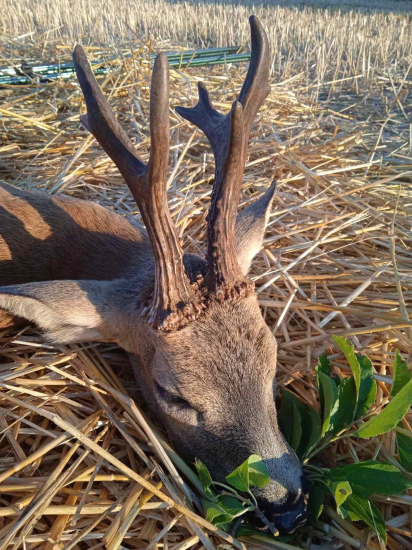 Osmorák z Maďarska