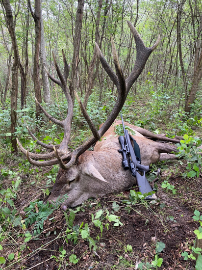 Kapitálny jeleň z Maďarska