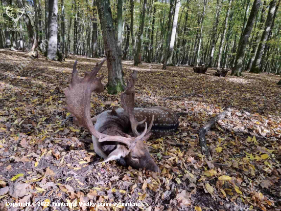 Ruja v Maďarsku