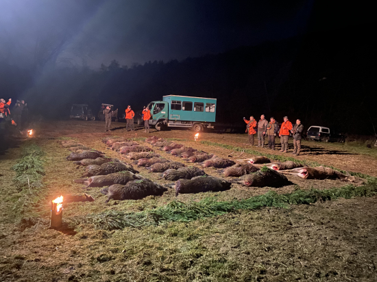Spoločná poľovačka na diviaky 5.11.2022