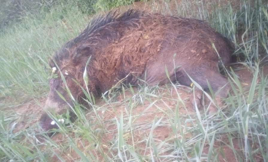 Dvadciaty uloveny diviak